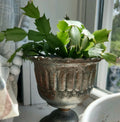 Thanksgiving Christmas Cactus Cutting - Rooted Houseplant - Schlumbergera