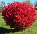 Dwarf Burning Bushes - 5 Live Bare Root Seedlings - Euonymus alatus 4-10" Tall
