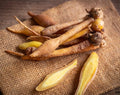 Finger Root Starter Plant 4-6 inches - Live Ginger Plant - Zingiber zerumbet - Organic Herb for Home Garden