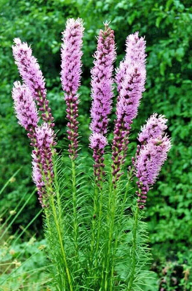 Liatrus Spikata Seeds, 101 Count, Purple & White, Blazing Star, Gayfeather