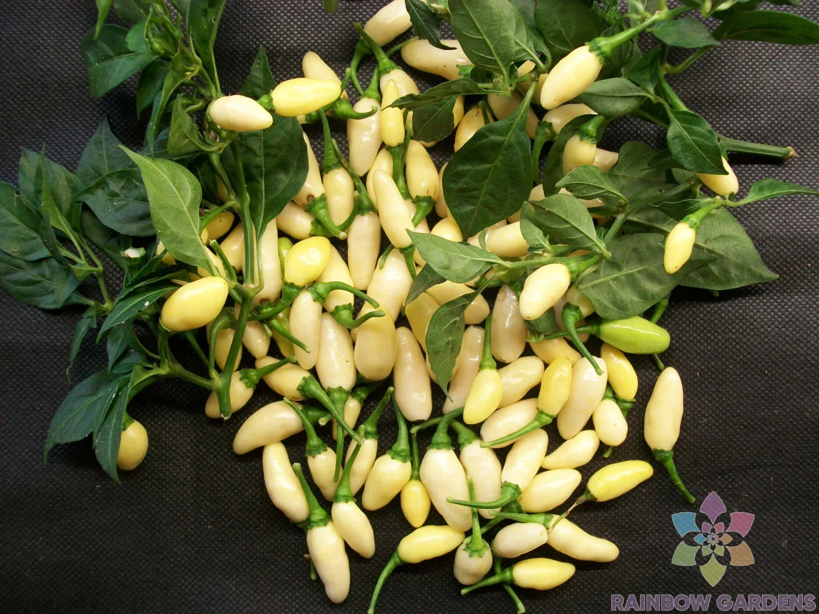 White Bullet Habanero Hot Pepper Seeds - 25+ Pack - Capsicum chinense - Premium Garden Seeds - USA