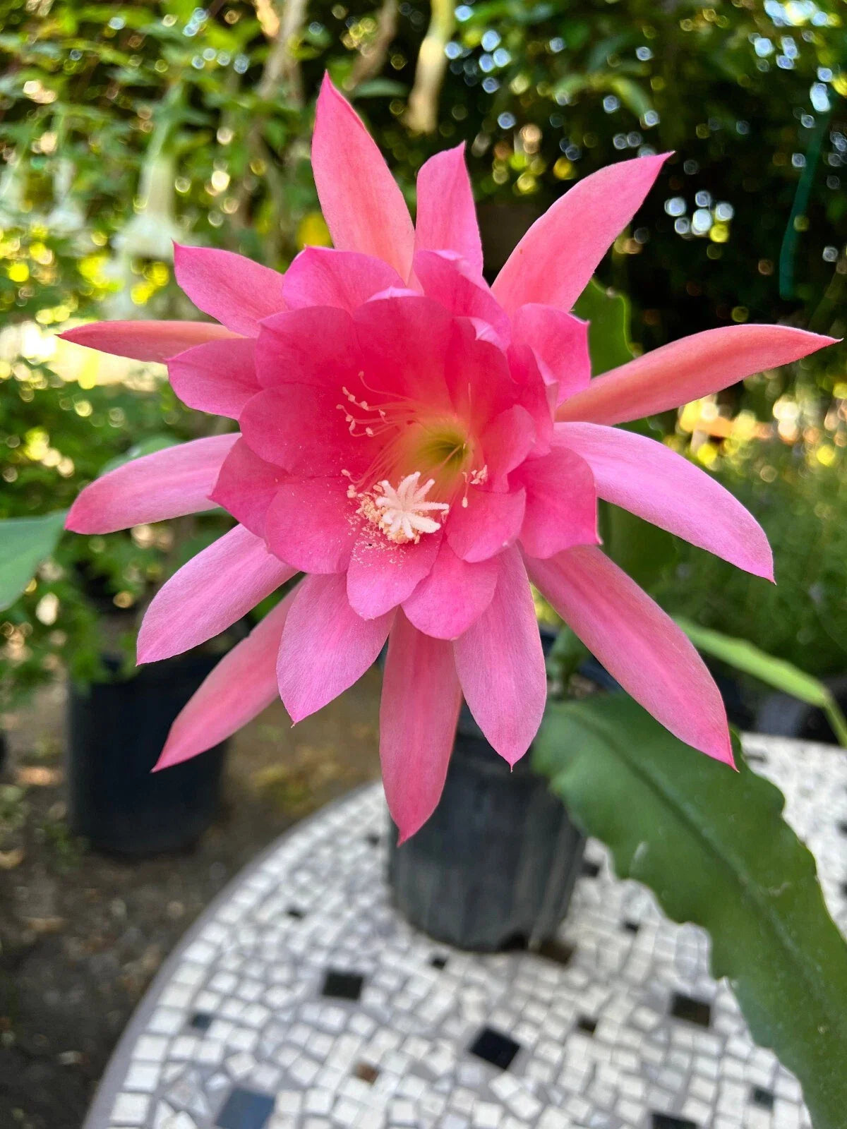 Live Orchid Cactus 8" Tall Pink Blooms in 4" Pot - Rare Epiphyllum