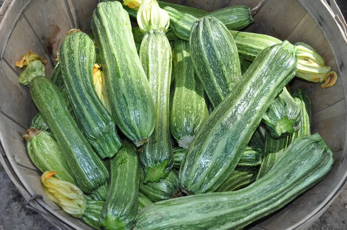 Costata Romanesco Zucchini Squash Seeds - 25+ Pack - Organic Heirloom - Cucurbita pepo - Free Shipping USA