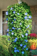 Morning Glory Seeds 400+ Heavenly Blue Climbing Variety - Fresh Planting Seeds (Ipomoea tricolor)