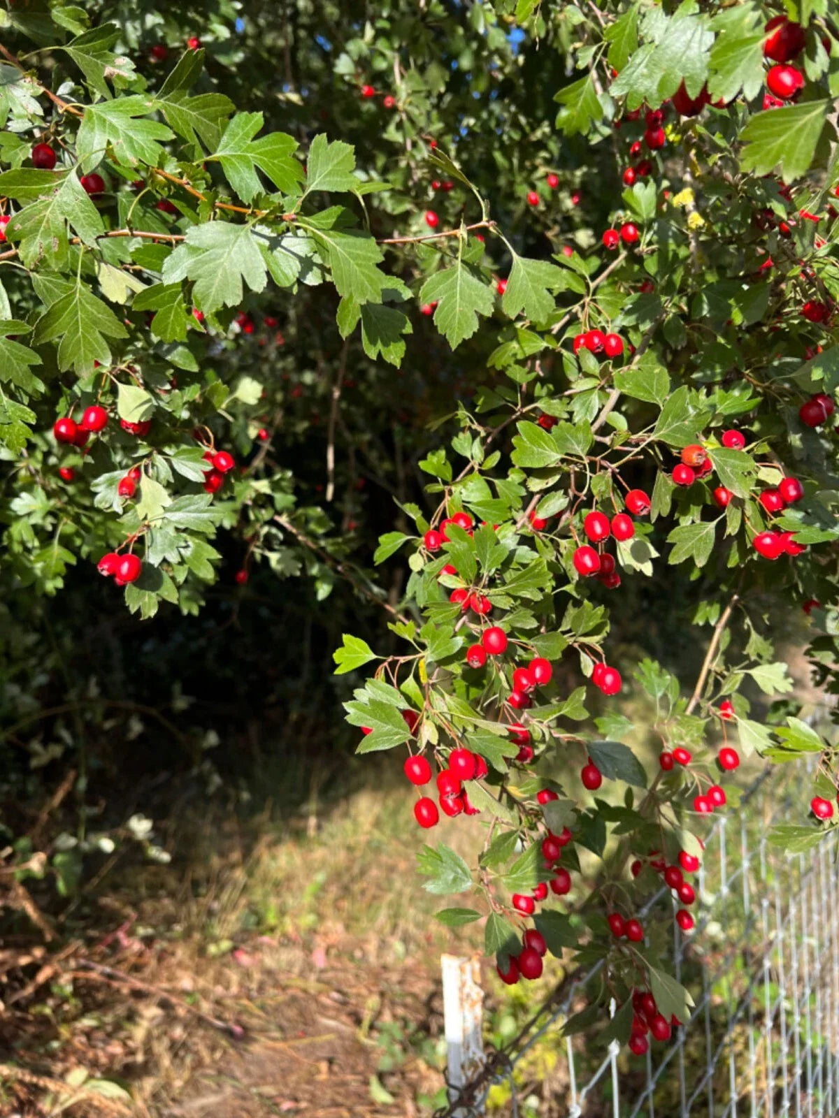 Wild Hawthorn Tree - Crataegus monogyna - Chinese Hawthorn Rootstock - 野山楂, 山楂砧木