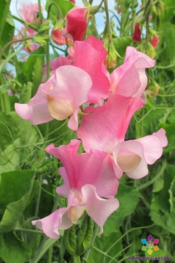 Sweet Pea Seeds - 50+ Strawberry Fields Variety - Lathyrus odoratus - Garden Planting - USA