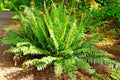 Western Sword Fern Spores, Large 3' x 3'+, Very Hardy to -4°F (Polystichum munitum)