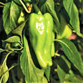 Cubanelle Pepper Seeds - 100+ Count - Mild 1,000 Scoville - Perfect for 2025 Planting - Capsicum annuum