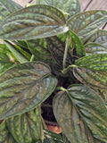 Monstera Peru Plant Cuttings - Tropical Houseplant Cuttings - Monstera adansonii