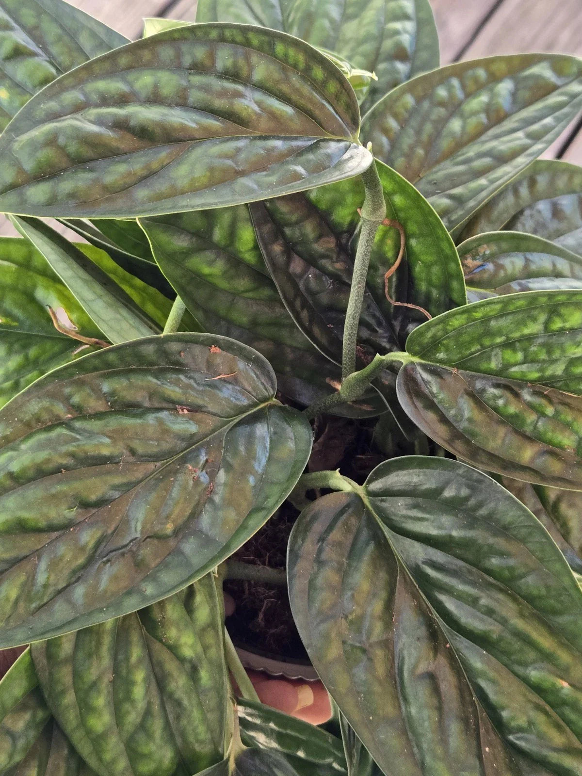 Monstera Peru Plant Cuttings - Tropical Houseplant Cuttings - Monstera adansonii