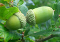 25 Acorn Seeds - English Oak (Quercus robur) - 50-70 ft Mature Height - Shiny Oval Acorns - Hardy Zones 4-8