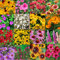 Bulk Wildflower Seed Mix 1/2 LB Southeastern US Variety, Covers 2,000 sq ft, Native Wildflowers
