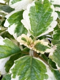 Variegated Swedish Ivy Plant - Live Rooted Houseplant - Plectranthus Coleoides - Indoor Greenery