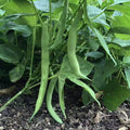 Tendergreen Improved Bush Green Bean Seeds, Stringless, Non-GMO, 100+ Seeds, Phaseolus vulgaris