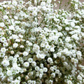 Baby's Breath Seeds - Perennial Gypsophila Paniculata - Ideal for 2025 Planting - Flower Garden Seeds