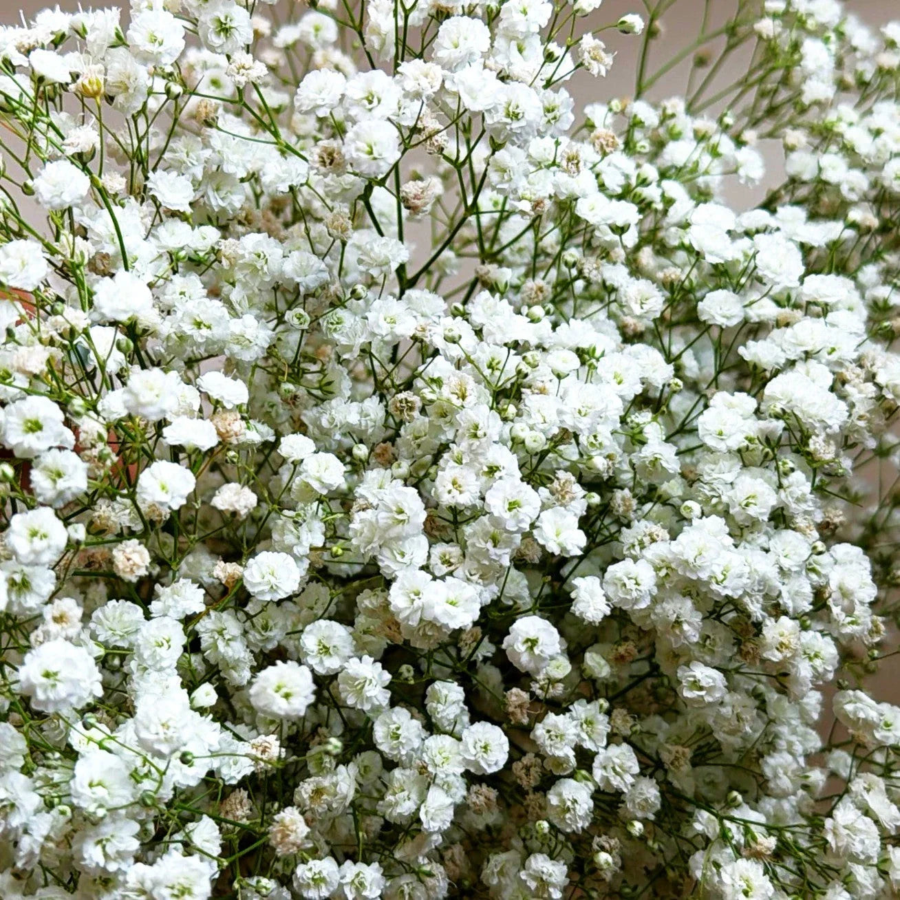 Baby's Breath Seeds - Perennial Gypsophila Paniculata - Ideal for 2025 Planting - Flower Garden Seeds