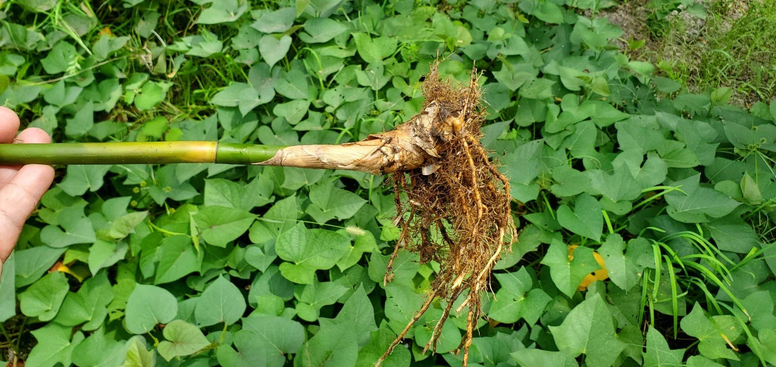 Golden Goddess Bamboo Starts - 5 Pack, Bambusa Multiplex, Cold Tolerant & Clumping Plant