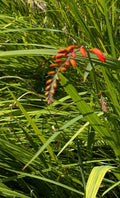 15 Organic Crocosmia Lucifer Plants | Easy to Grow Perennial Bulbs | Crocosmia x crocosmiiflora