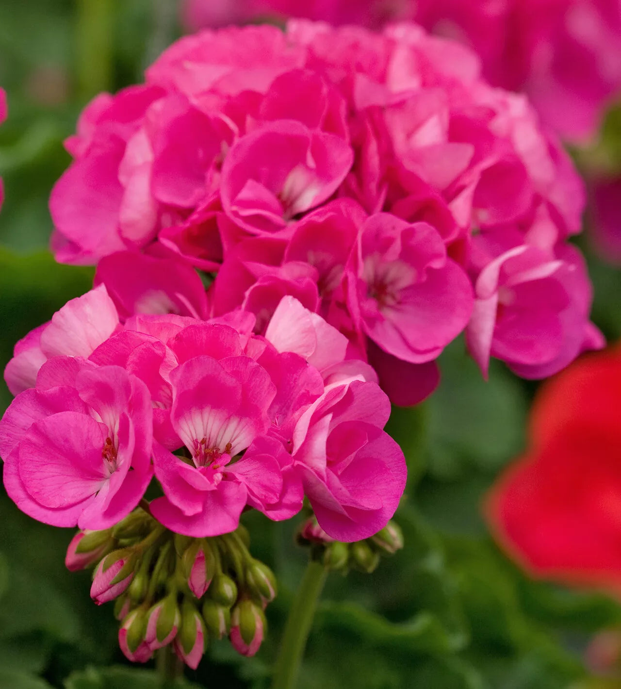 Geranium Cuttings 3 Fresh Double Bright Pink Pelargonium Pelargonium x hortorum