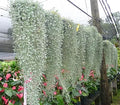 Silver Falls Dichondra Seeds - 10 Seeds - Weeping Plant - Dichondra repens
