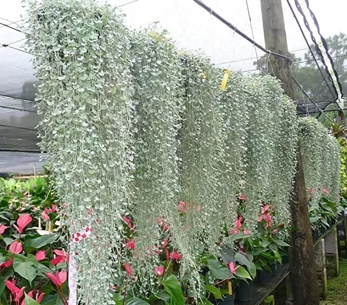 Silver Falls Dichondra Seeds - 10 Seeds - Weeping Plant - Dichondra repens