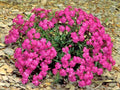 CATCHFLY Flower Seeds 1000+ None So Pretty Native Wildflower for Patio Containers, Easy to Grow, Silene laciniata
