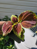 Purple Coleus Live Plant in 2.5" Pot - Soil Included - Plectranthus scutellarioides