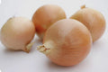 Utah Yellow Sweet Spanish Onion Seeds - 200+ or 500+ Non-GMO Open Pollinated Variety - Allium cepa