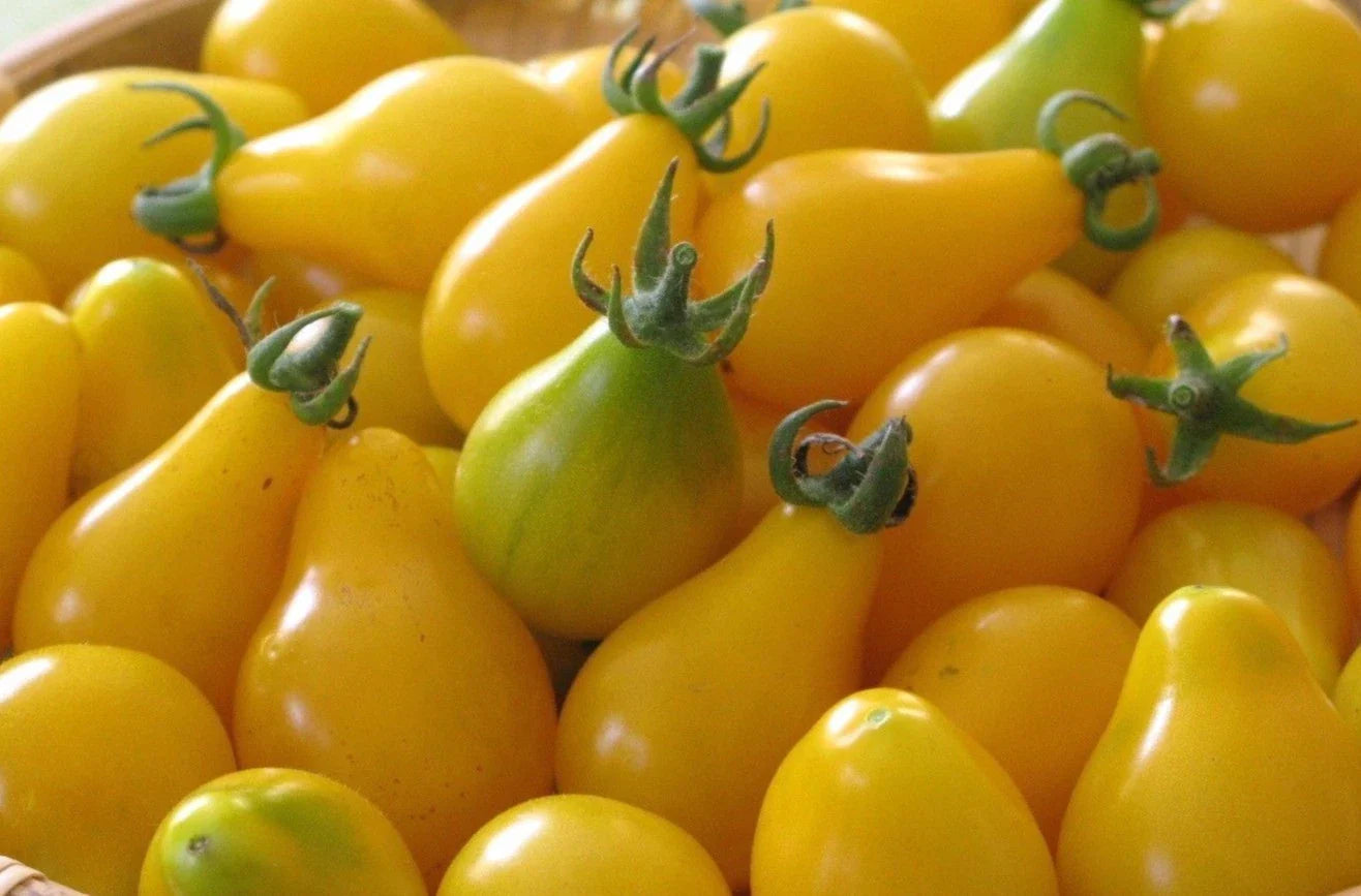 Yellow Pear Tomato Seeds - Rare Heirloom, NON-GMO, Sweet & Juicy, Heirloom Variety, Organic Gardening, Solanum lycopersicum