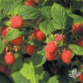 Nantahala Red Raspberry Plants - 3 Bare Root Edible Rubus idaeus - Cold Resistant, Medium Sunlight, Zones 4-9, Outdoor Gardening