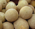 Honey Rock Cantaloupe Seeds 50+ Non-GMO Melon Fruit - Cucumis melo - Fresh USA Seller, Free Shipping