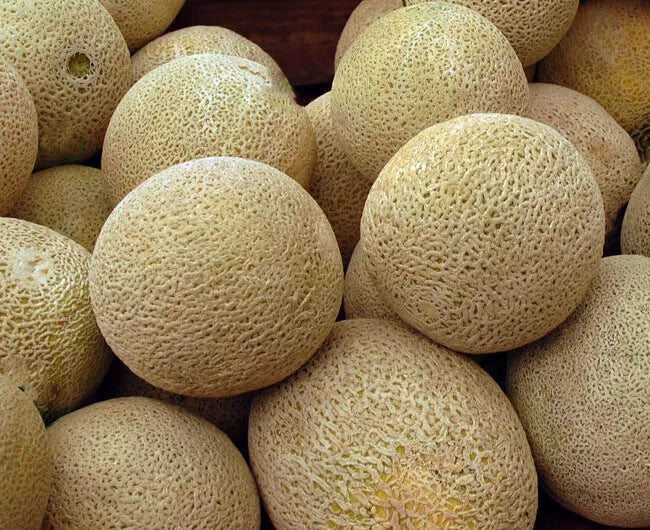 Honey Rock Cantaloupe Seeds 50+ Non-GMO Melon Fruit - Cucumis melo - Fresh USA Seller, Free Shipping