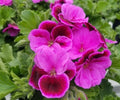 Martha Washington Geranium Cuttings 6 Fresh Pelargonium Plant Cuttings