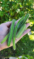 Fresh Cuttings Dog Tail Cactus 4x Aporocactus Flagelliformis Succulent Plant
