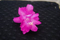 Christmas Cactus Starter Plant - Small Healthy Schlumbergera Truncata - Barcellona Variety, Well Rooted for Easy Growth
