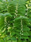 True Solomon Seal Plants - 8 Pack - Polygonatum biflorum - Perennial Shade Garden Plants