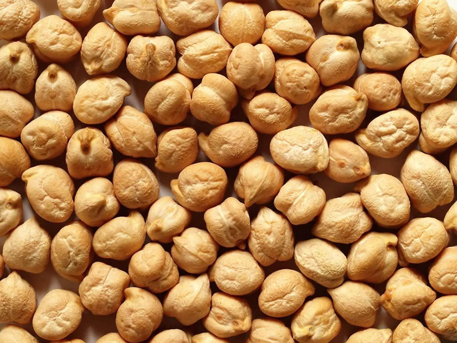 Garbanzo Bean Seeds - 200 Count - Organic Chickpeas - Cicer arietinum