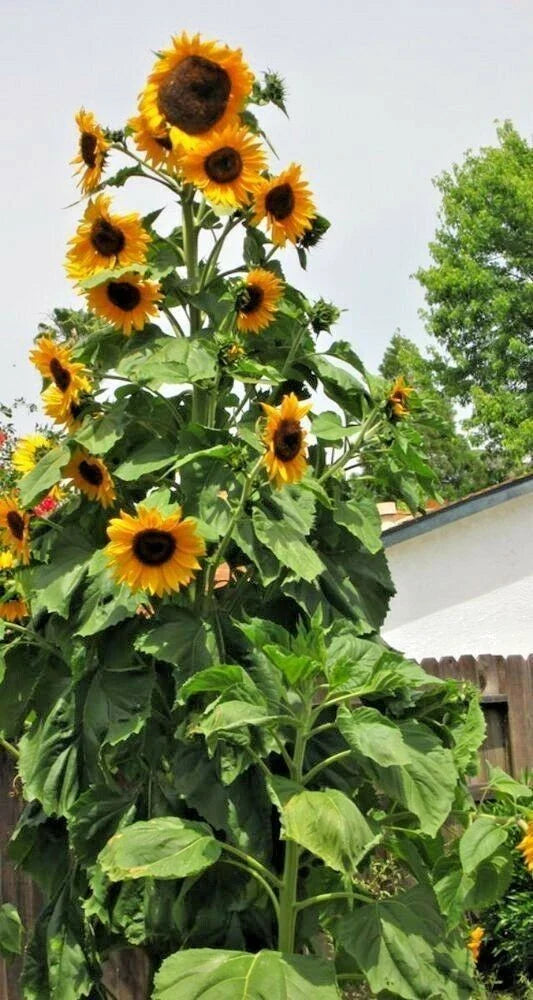 Skyscraper Sunflower Seeds - 10+ Heirloom Non-GMO - Fresh Helianthus annuus