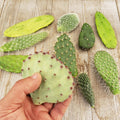 Opuntia Cactus Cuttings - 6 Assorted Pads - Live Succulent Plant - Real Cacti for Gardening and Home Decor