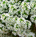 Sweet Alyssum Seeds - 800+ Seeds - Fragrant Ground Cover - Lobularia maritima - Buy 4 Items, Free Shipping