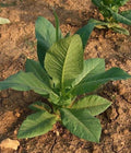 Virginia Gold Tobacco Seeds - 100 Organic Non-GMO Heirloom Seeds - Pesticide-Free Gardening, Nicotiana tabacum