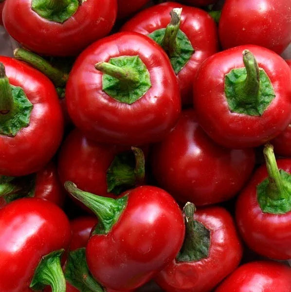 Red Cherry Hot Pepper Seeds - 10+ Non-GMO Heirloom Organic - Pimenta