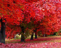 Red Maple Tree Seedlings | Live 1-2 ft | Acer rubrum | Ideal for Planting and Landscaping