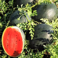Giant Black Diamond Watermelon Seeds - 15+ Heirloom Organic Seeds - Citrullus lanatus