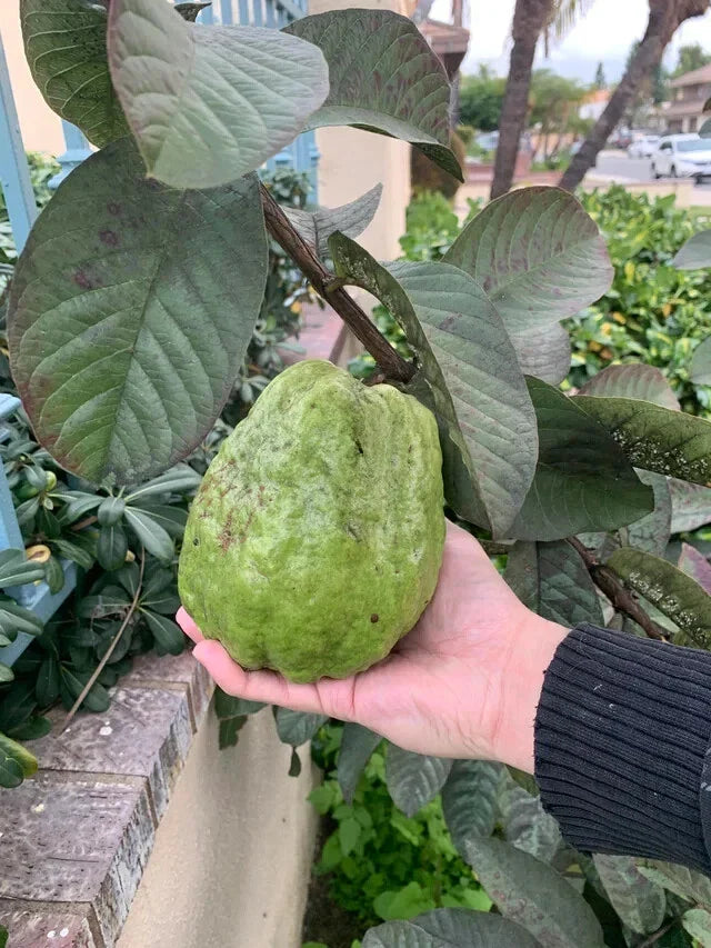 Giant Vietnamese Guava Seeds - 50+ Pack - Bangkok Variety - Psidium guajava - USA Grown - Free Shipping