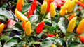 Tabasco Pepper Seeds - Hot Chili Pepper - Non-GMO - Variety Sizes - Capsicum frutescens - Free Shipping