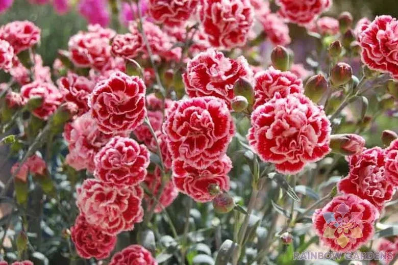 Sugar Plum Carnation Seeds - 200+ Count - Garden Planting - Dianthus caryophyllus - USA - Free Shipping