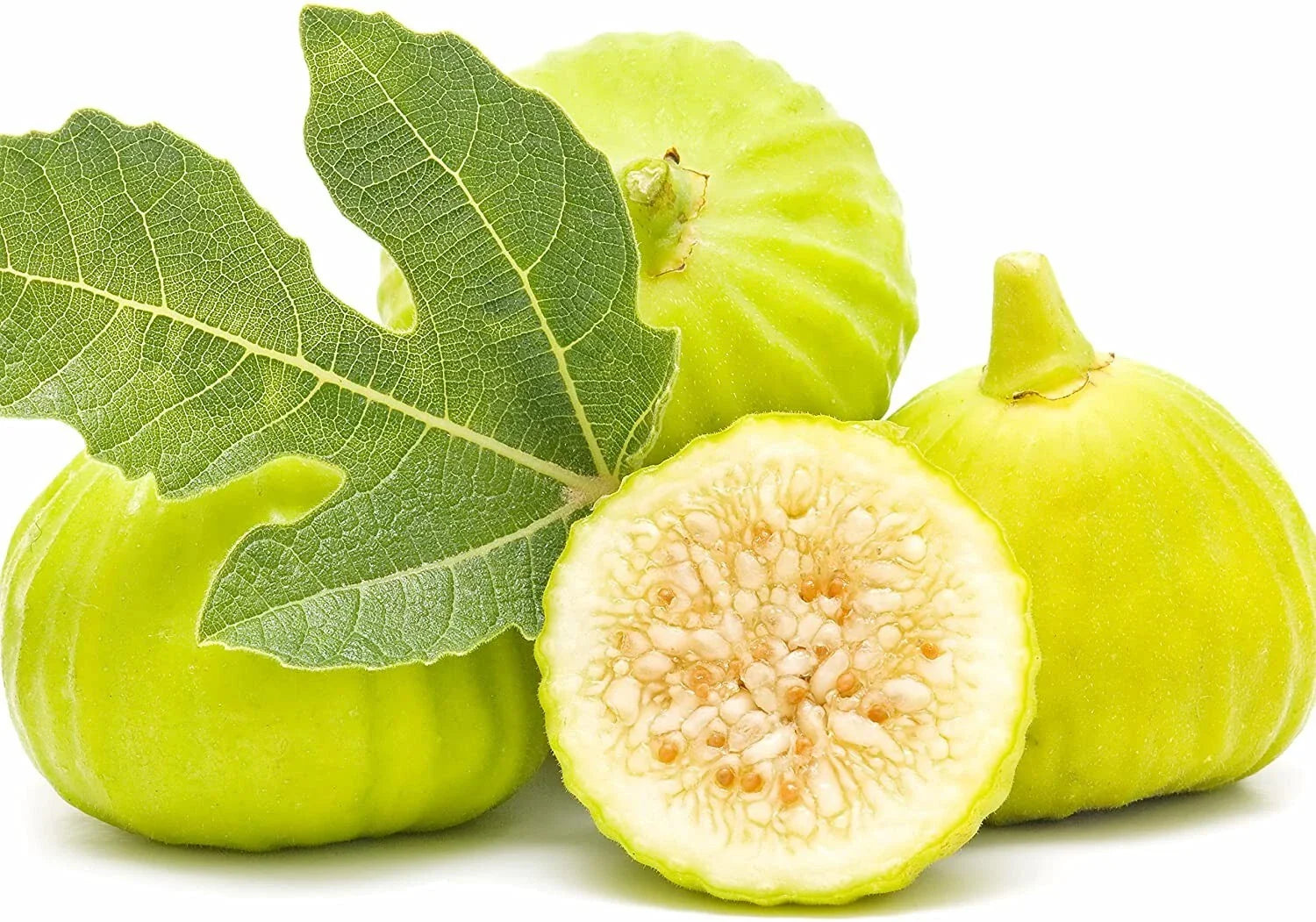 Marseilles Fig Plant - Live Root, Self-Pollinating, Potted Plant - Ficus carica - Ideal for Zones 7-9