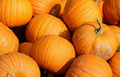 Jack O Lantern Pumpkin Seeds 20 Ct Non-GMO Halloween Vegetable Cucurbita pepo - USA Grown, Free Shipping
