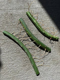 Dragon Fruit Cuttings 3 Pack | Vietnamese White Edible Plant | Hylocereus undatus